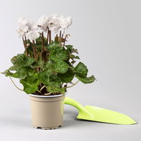 Alpenveilchen'Merengue®' weiß, gefranst, Topf-Ø 10,5 cm, 4 Pflanzen