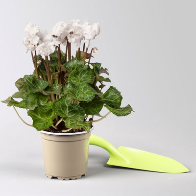 Alpenveilchen'Merengue®' weiß, gefranst, Topf-Ø 10,5 cm, 4 Pflanzen Alpenveilchen'Merengue®' weiß, gefranst, Topf-Ø 10,5 cm, 4 Pflanzen