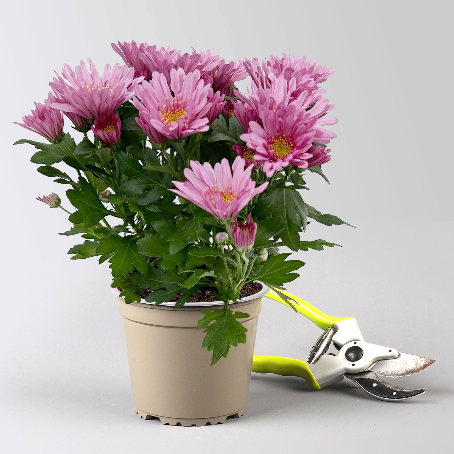 Chrysanthemen 'Chrysanne® Anemona Pink', pink, Topf-Ø 13 cm, 4 Pflanzen