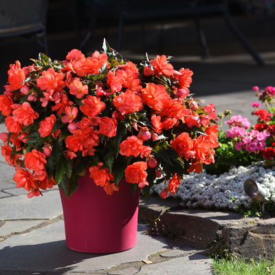 Begonie aufrecht, Farbe zufällig, Topf-Ø 13 cm, 6 Pflanzen