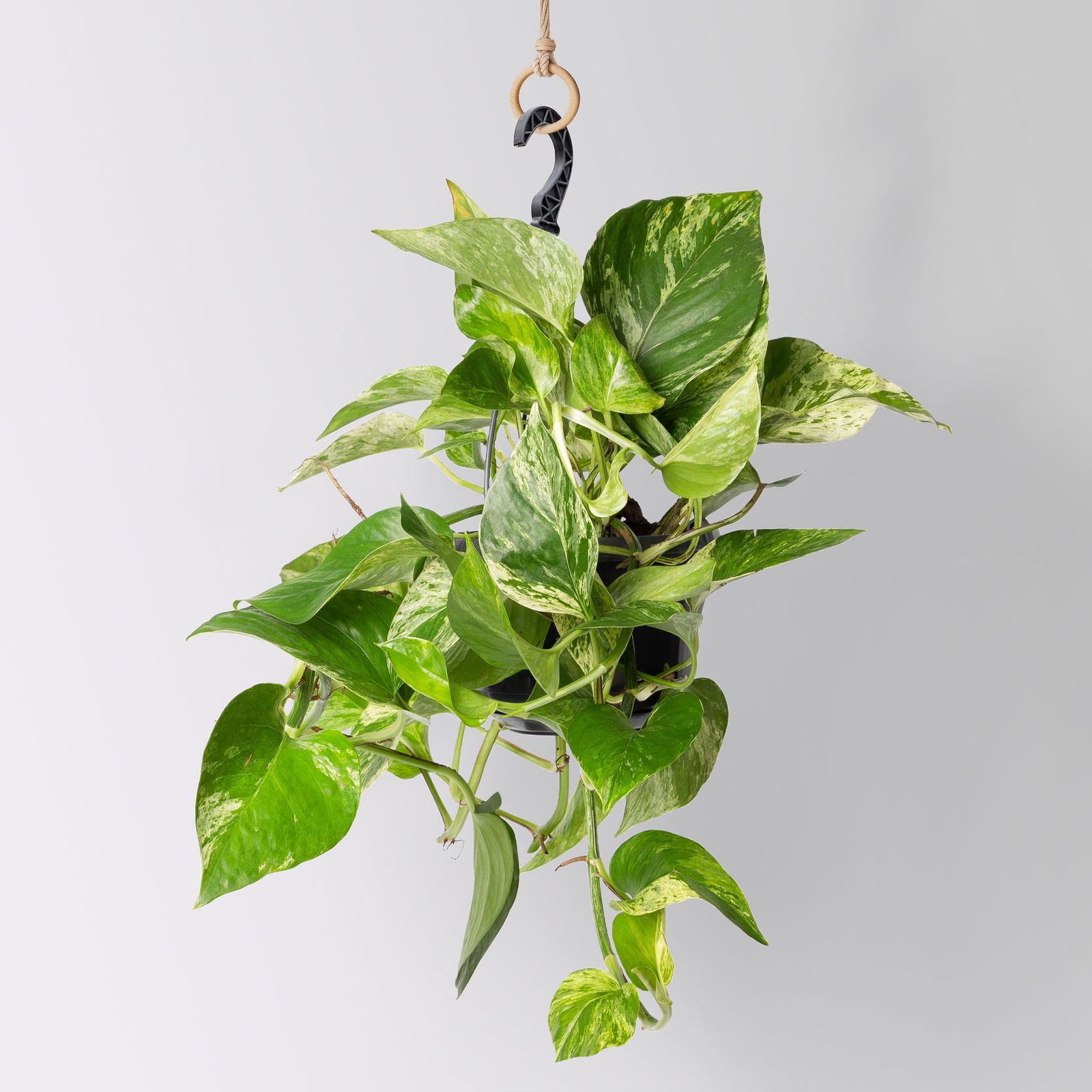 Grünpflanzen-Set Episches-Trio, Hängeampel-Ø 15 cm, 3 Pflanzen