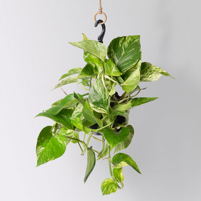 Grünpflanzen-Set Episches-Trio, Hängeampel-Ø 15 cm, 3 Pflanzen