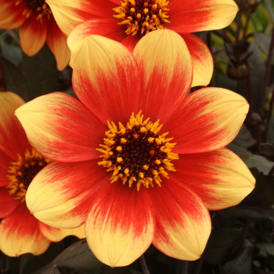 Dahlie bienenfreundlich, Farbe zufällig, Topf-Ø 14 cm, 4 Pflanzen