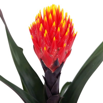 Guzmania 'Tala', orange-gelb, mit Korb Maki,  Höhe ca. 45 cm, Topf-Ø 12 cm