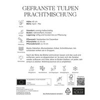 Gefranste Tulpen Prachtmischung, 20 Blumenzwiebeln