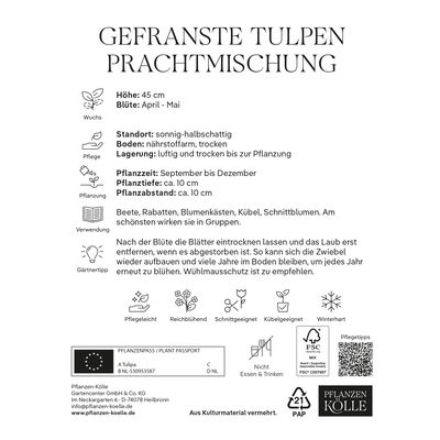 Gefranste Tulpen Prachtmischung, 20 Blumenzwiebeln