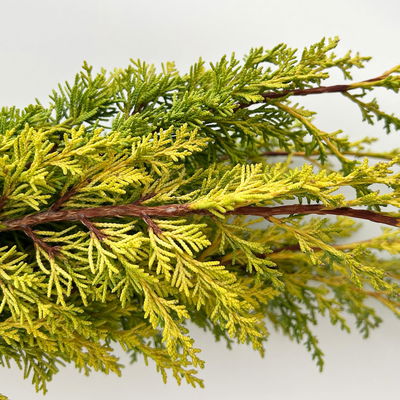 Wacholder 'Aurea' im Handbund, gelb, 3 Bund