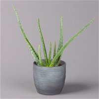 Aloe vera in Keramiktopf Bergamo grau, Topf-Ø 12 cm, Höhe ca. 35 cm