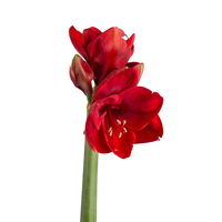 Schnittblumen-Mix aus 5 weihnachtsroten Amaryllis & 5 Seidenkiefer