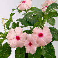 Catharanthus, Farben zufällig, Topf-Ø 13 cm, 6 Pflanzen