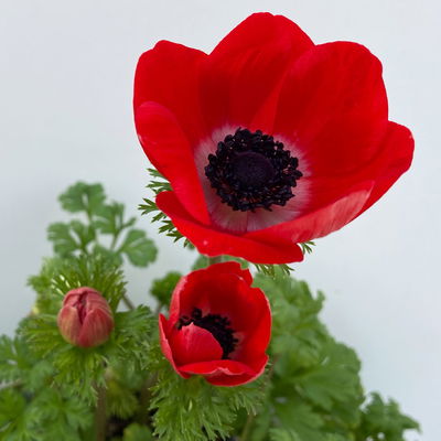 Kronen-Anemone im Mix, Topf-Ø 13 cm, 6er-Set
