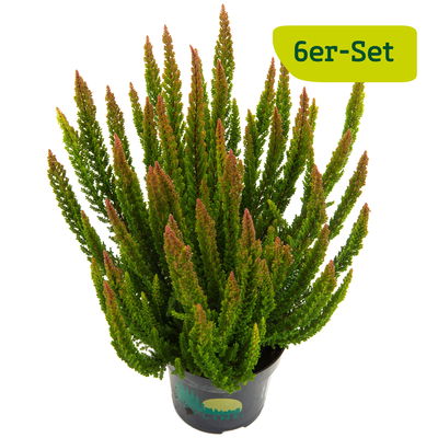 Besenheide SKYLINE®, grün, Topf-Ø 11 cm, 6 Pflanzen