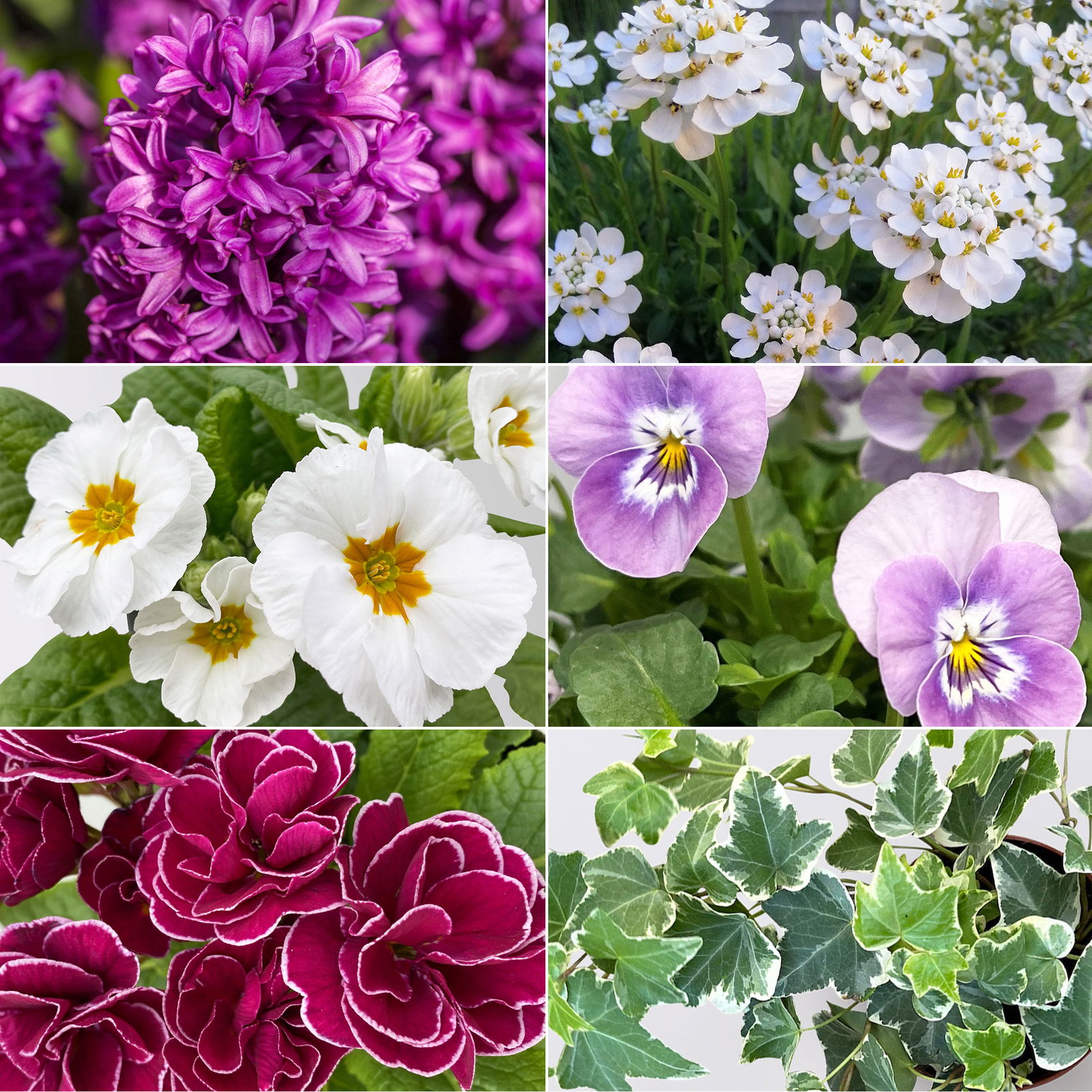 Pflanzenkreation Frühlingsblüten, 12 Pflanzen inkl. Erde