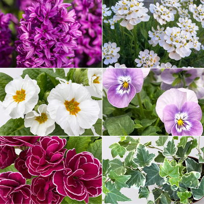 Pflanzenkreation Frühlingsblüten, 12 Pflanzen inkl. Erde