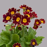 Garten-Schlüsselblume 'Little Queen' dunkelrot-gelb, Topf-Ø 13 cm, 6er-Set