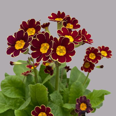 Garten-Schlüsselblume 'Little Queen' dunkelrot-gelb, Topf-Ø 13 cm, 6er-Set Garten-Schlüsselblume 'Little Queen' dunkelrot-gelb, Topf-Ø 13 cm, 6er-Set