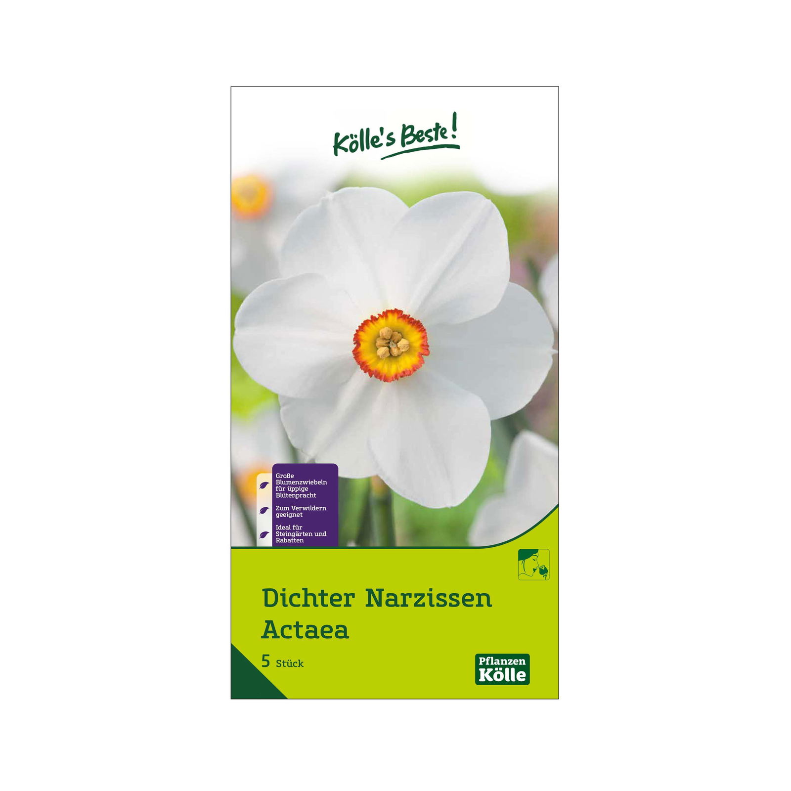 Dichter-Narzissen Actea weiß mit gelbem Auge, 5 Blumenzwiebeln