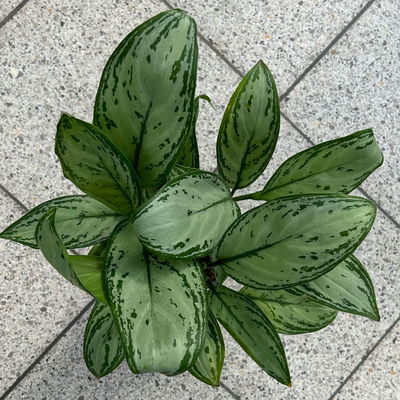Aglaonema 'Maria Christina', mit Übertopf Dallas weiß, Topf-Ø 12 cm Aglaonema 'Maria Christina', mit Übertopf Dallas weiß, Topf-Ø 12 cm