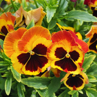 Stiefmütterchen 'Fire Surprise', gelb-orange-rot, Topf-Ø 13 cm, 6 Pflanzen