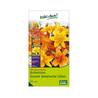 XXL Asiatische Lilien Kollektion 'Sunset', Größe 14/16, 12 Blumenzwiebeln