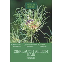 Kölles Beste Allium 'Hair' grün/lila, 10 Blumenzwiebeln Kölles Beste Allium 'Hair' grün/lila, 10 Blumenzwiebeln