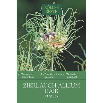 Kölles Beste Allium 'Hair' grün/lila, 10 Blumenzwiebeln Kölles Beste Allium 'Hair' grün/lila, 10 Blumenzwiebeln