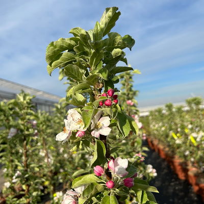 Kölle Bio Säulenapfel 'Greencatsⓢ', Unterlage MM 111, Topf 10 Liter Kölle Bio Säulenapfel 'Greencatsⓢ', Unterlage MM 111, Topf 10 Liter