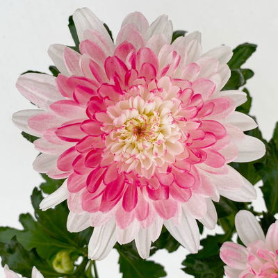 Chrysantheme 'Zembla Make-Upz® Heart Mix, Farben zufällig, Topf-Ø 13 cm, 3er-Set Chrysantheme 'Zembla Make-Upz® Heart Mix, Farben zufällig, Topf-Ø 13 cm, 3er-Set