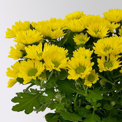 Chrysanthemen 'Swifty', gelb, Topf-Ø 10,5 cm, 6 Pflanzen Chrysanthemen 'Swifty', gelb, Topf-Ø 10,5 cm, 6 Pflanzen