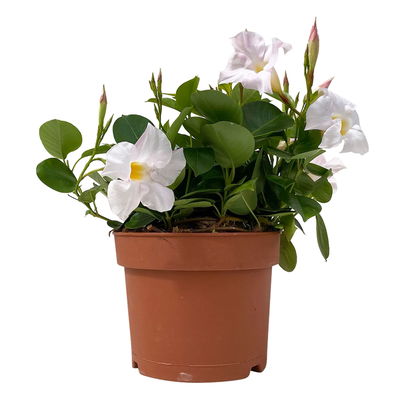 Dipladenie 'Qdeville®', weiß, buschartig, Topf-Ø 17 cm, Höhe ca. 40 cm