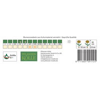 Kölles Beste Frühlingsstern Mischung, Größe 5+, 50 Blumenknollen
