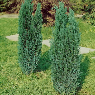 Blaue Kegelzypresse 'Ellwoodii', Topf-Ø 9 cm, 8 Pflanzen Blaue Kegelzypresse 'Ellwoodii', Topf-Ø 9 cm, 8 Pflanzen