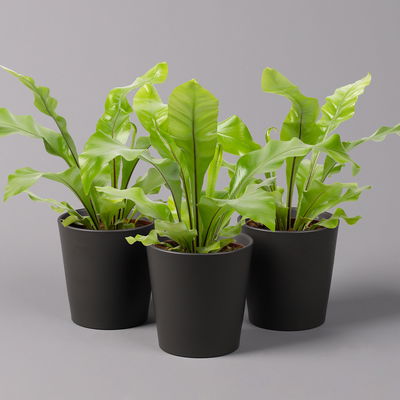 Nestfarn, mit Keramiktopf Dallas anthrazit, Topf-Ø12cm, Höhe ca. 35 cm, 3er-Set