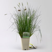 Kölles Beste Lampenputzergras 'Hameln', 5l Topf Kölles Beste Lampenputzergras 'Hameln', 5l Topf
