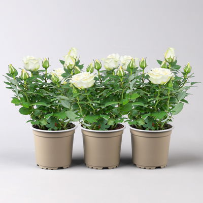 Rose 'Pearl Kordana® Grande', reinweiß, Topf-Ø 10,5 cm, 3 Pflanzen