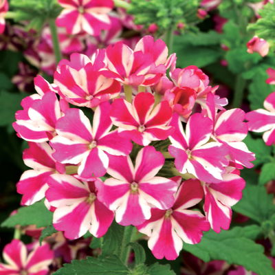 Eisenkraut zweifarbig, Topf-Ø 12 cm, 6 Stück