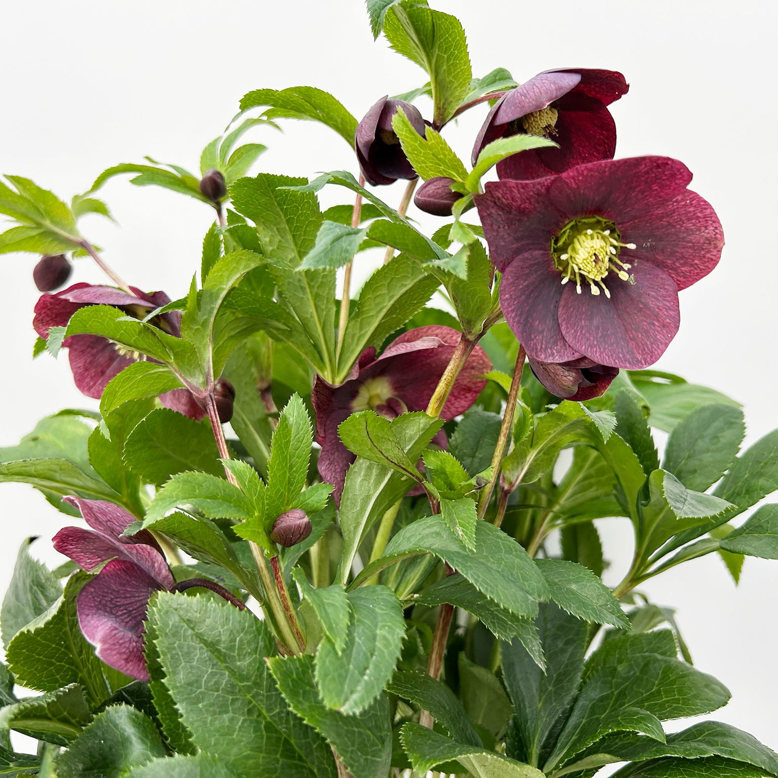 Lenzrose ViV® 'Victoria', purpurviolett, Topf-Ø 15 cm, 2 Pflanzen Lenzrose ViV® 'Victoria', purpurviolett, Topf-Ø 15 cm, 2 Pflanzen