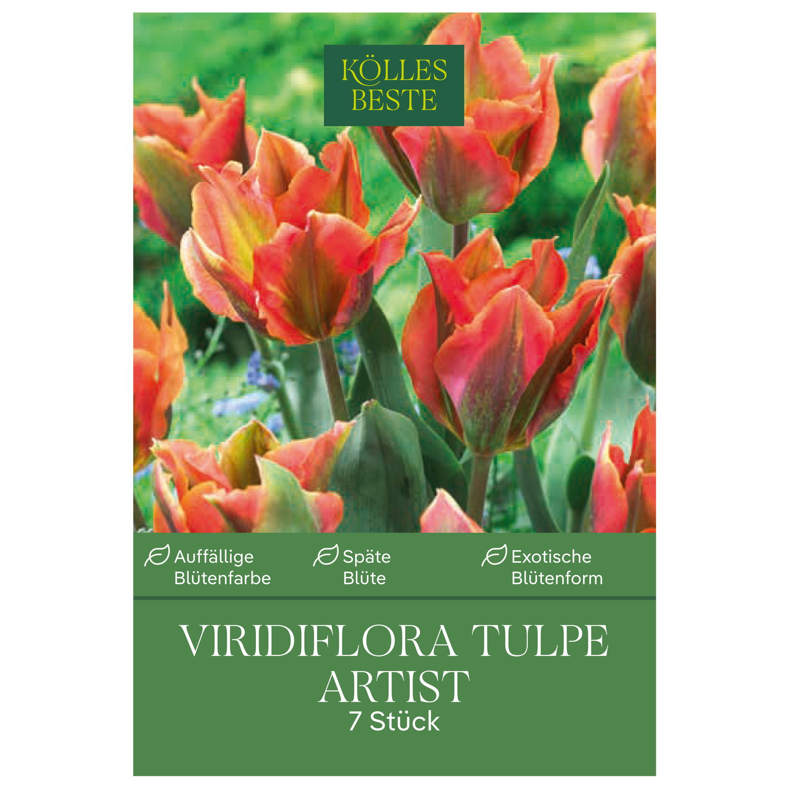 Viridiflora-Tulpe 'Artist®', orange-grün, 7 Blumenzwiebeln