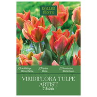 Viridiflora-Tulpe 'Artist®', orange-grün, 7 Blumenzwiebeln