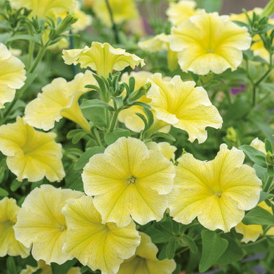 Petunie,  gelb, hängend, Topf-Ø 13 cm, 6 Pflanzen
