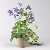 Pflanzenkreation Frühlingsmagie, 5 Pflanzen inkl. Erde und Dünger Pflanzenkreation Frühlingsmagie, 5 Pflanzen inkl. Erde und Dünger