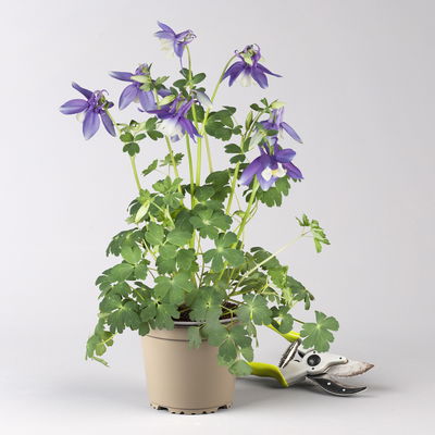 Pflanzenkreation Frühlingsmagie, 5 Pflanzen inkl. Erde und Dünger Pflanzenkreation Frühlingsmagie, 5 Pflanzen inkl. Erde und Dünger