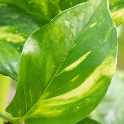 Epipremnum pinnatum Aureum T12 H15 (*) Epipremnum pinnatum Aureum T12 H15 (*)