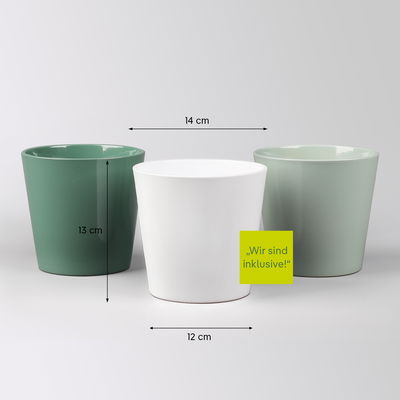 Schwertfarn in Übertopf Dallas seegrün, gl.blau & weiß, Topf-Ø 12cm, 3 Pflanzen