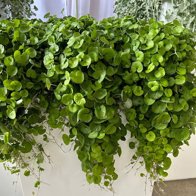 Pflanzenkreation 'Tequila Sunrise', 12 Pflanzen inkl. Erde und Dünger