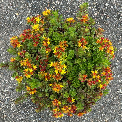 Gold-Fetthenne 'Weihenstephaner Gold', gelb, Topf 3 Liter