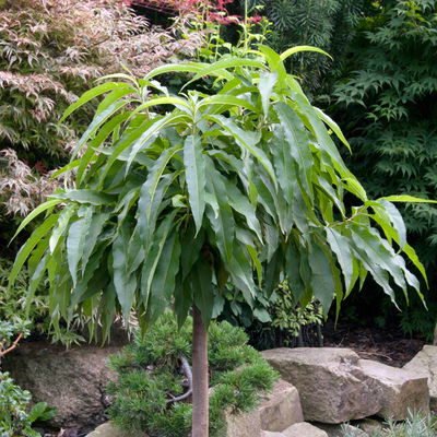 Kölle Bio Zwergpfirsich 'Diamond'® ZaipeviⓈ, Topf 7,5 Liter Kölle Bio Zwergpfirsich 'Diamond'® ZaipeviⓈ, Topf 7,5 Liter