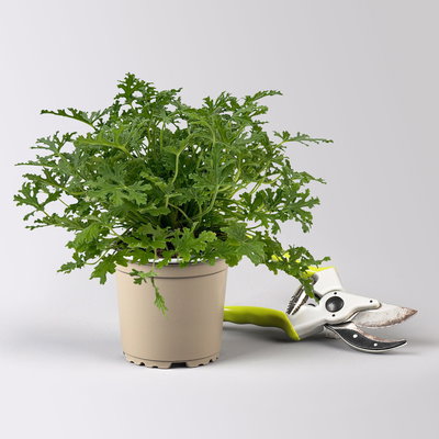 Pflanzenkreation 'No Mosquito', 12 Pflanzen inkl. Erde und Dünger