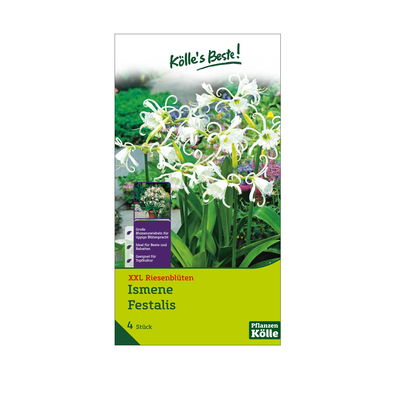 XXL Peruanische Lilie (Ismene Festalis) weiß, 4 Blumenzwiebeln