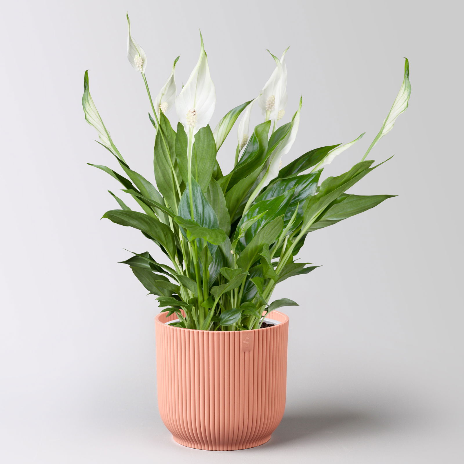 Einblatt 'Bellini', weiß, Topf-Ø 13 cm, in Übertopf Vibes rosa, 2 Pflanzen